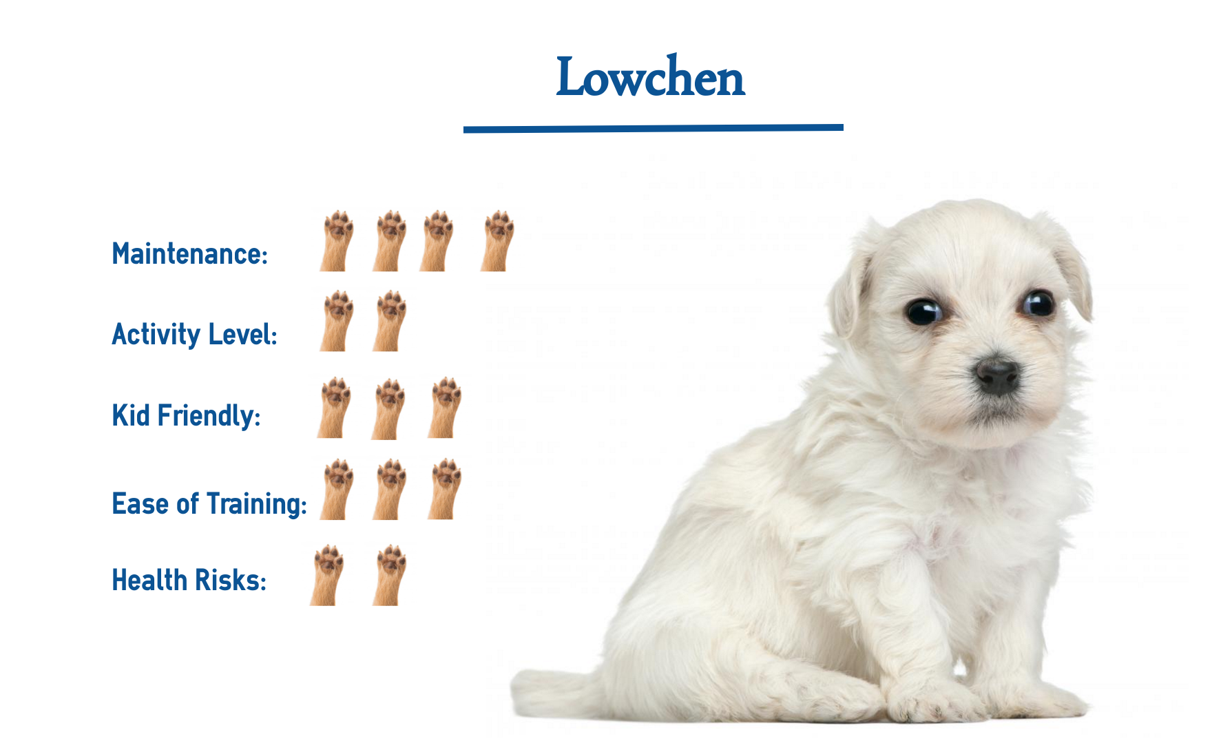 Löwchen Dog Breed… Everything You Need to Know at a Glance!