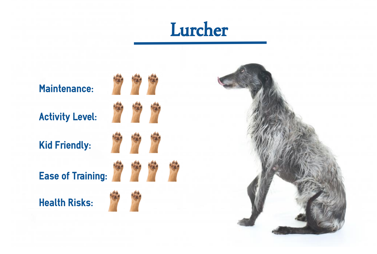 how much exercise does a lurcher need everyday