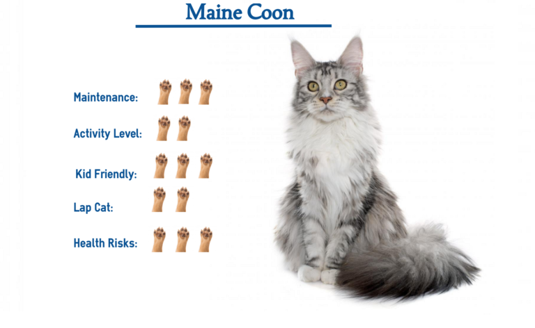 Maine Coon Cat Breed Everything You Need To Know At A Glance 5195