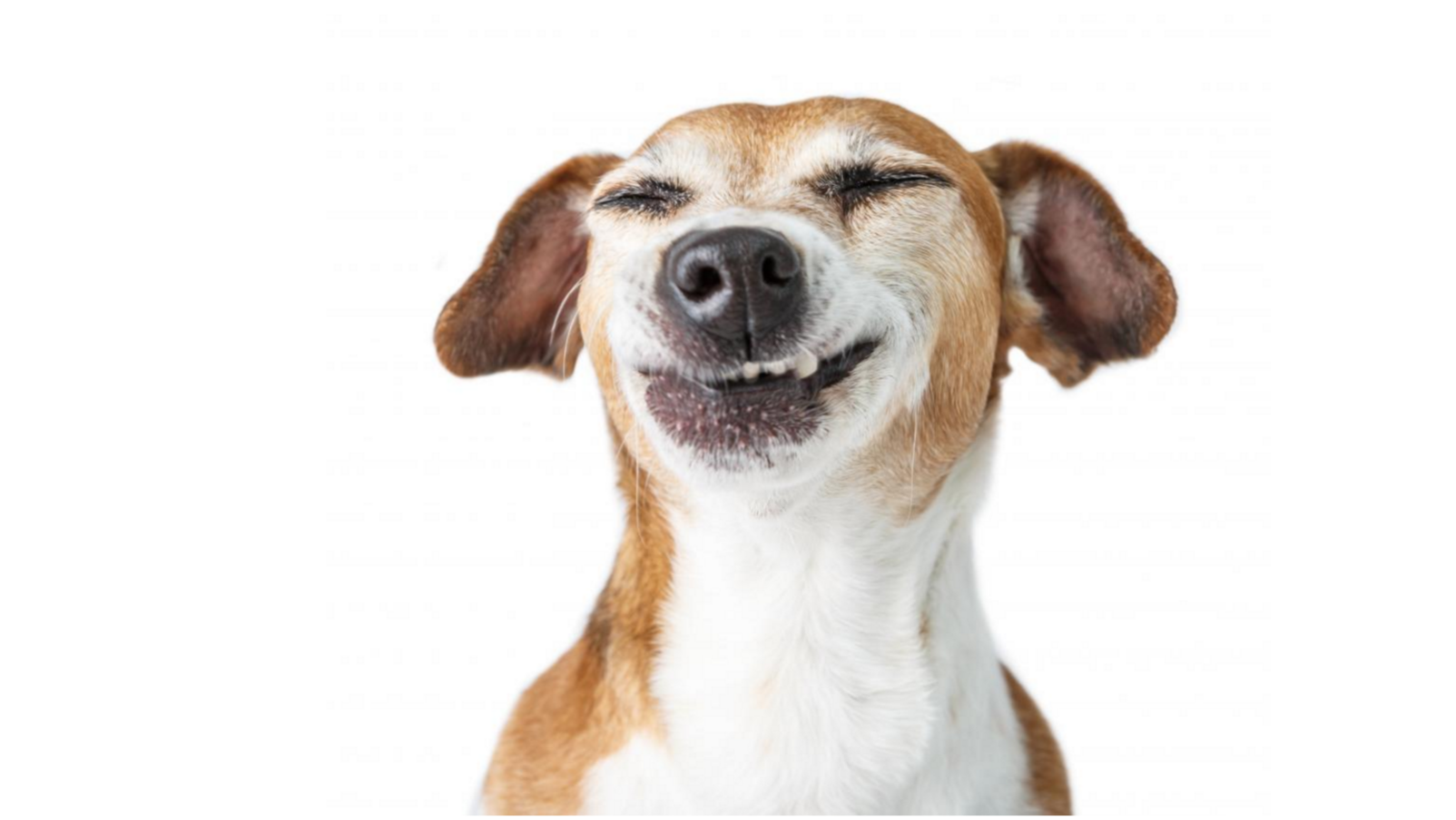 malocclusion-in-dogs-do-you-think-i-need-braces