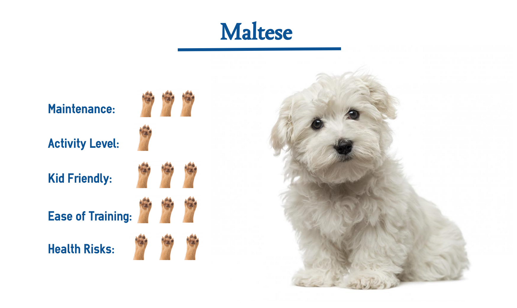 dog breeds like maltese