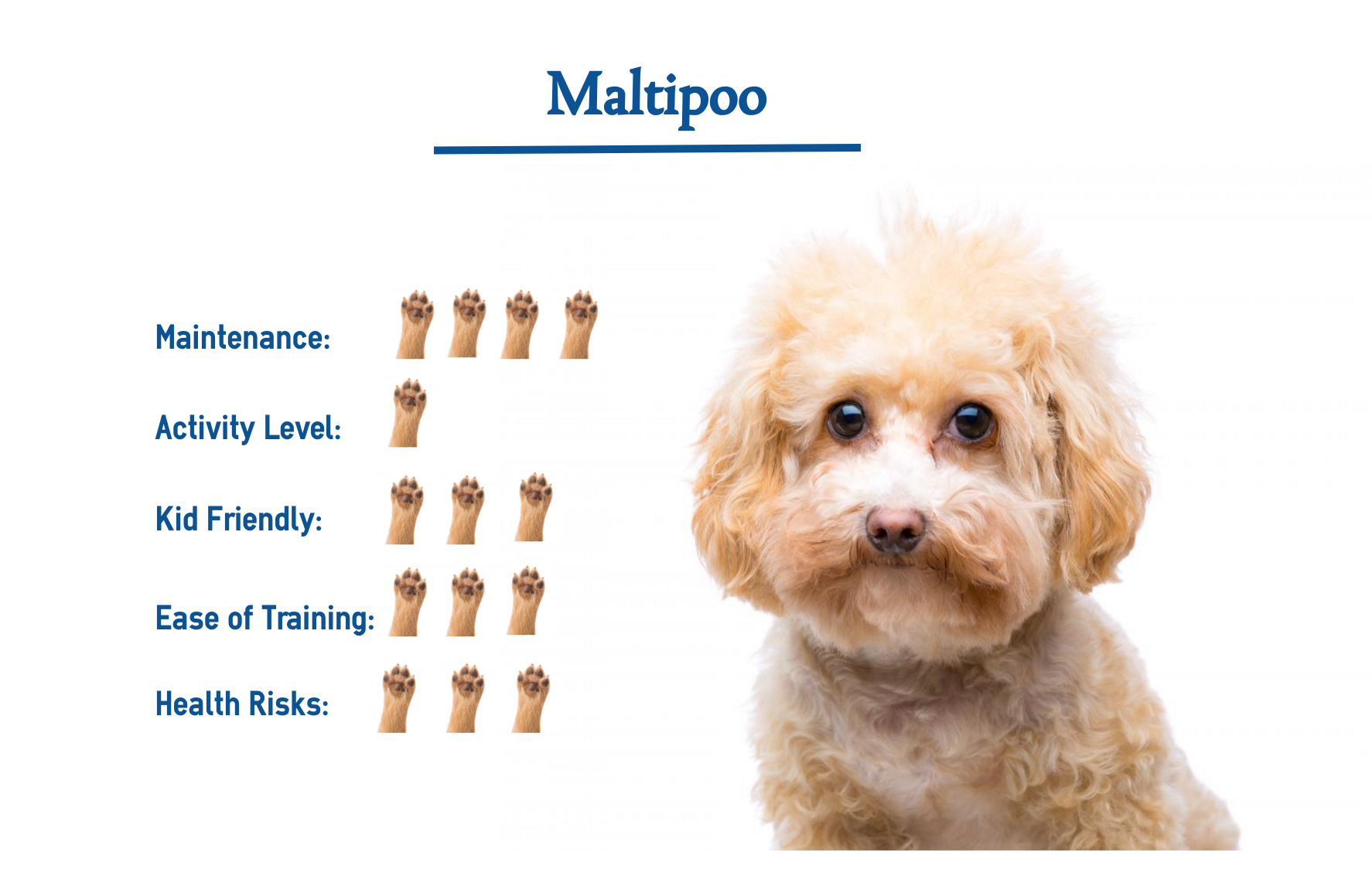 maltipoo breed info