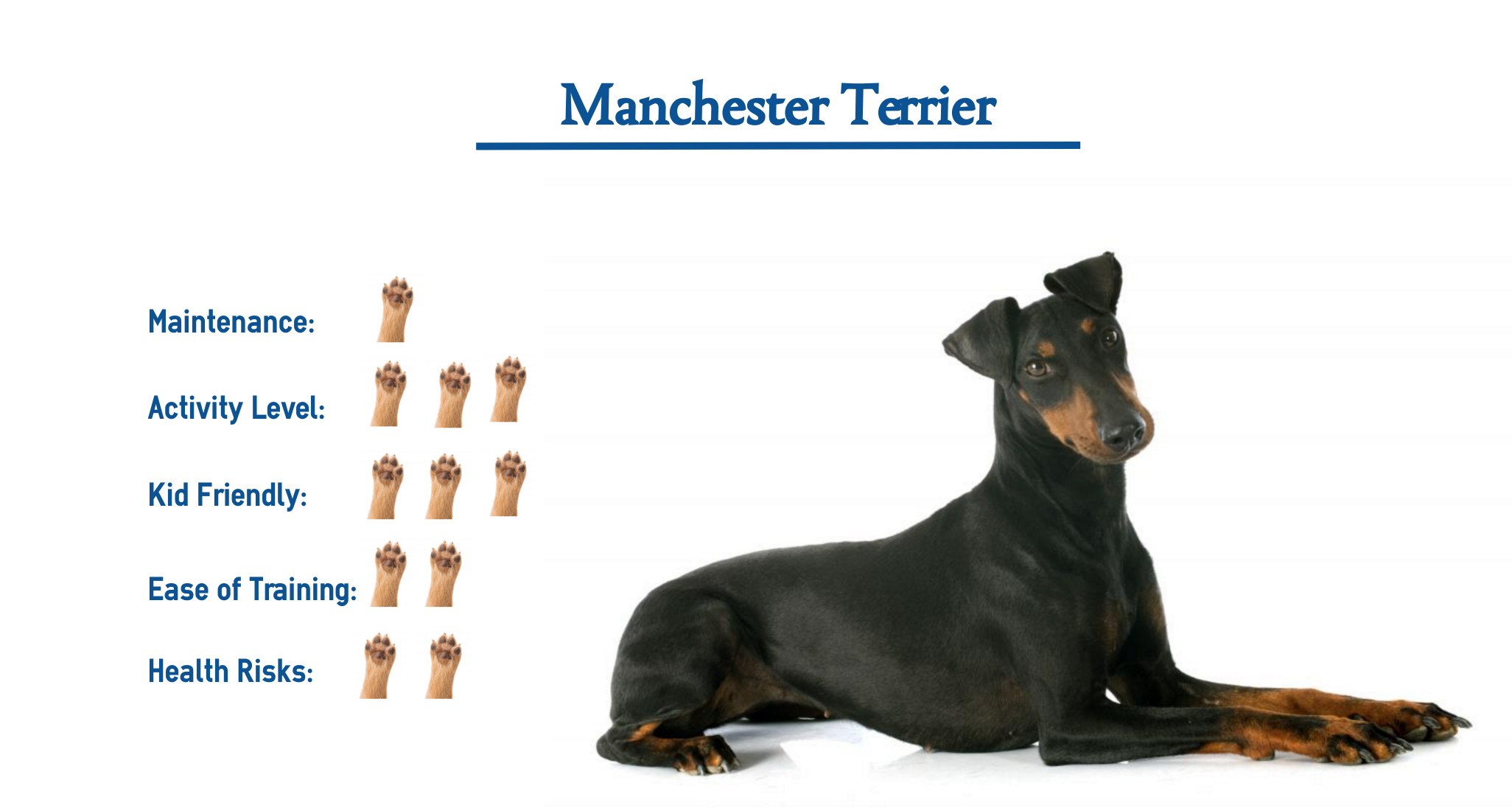 are manchester terriers smart