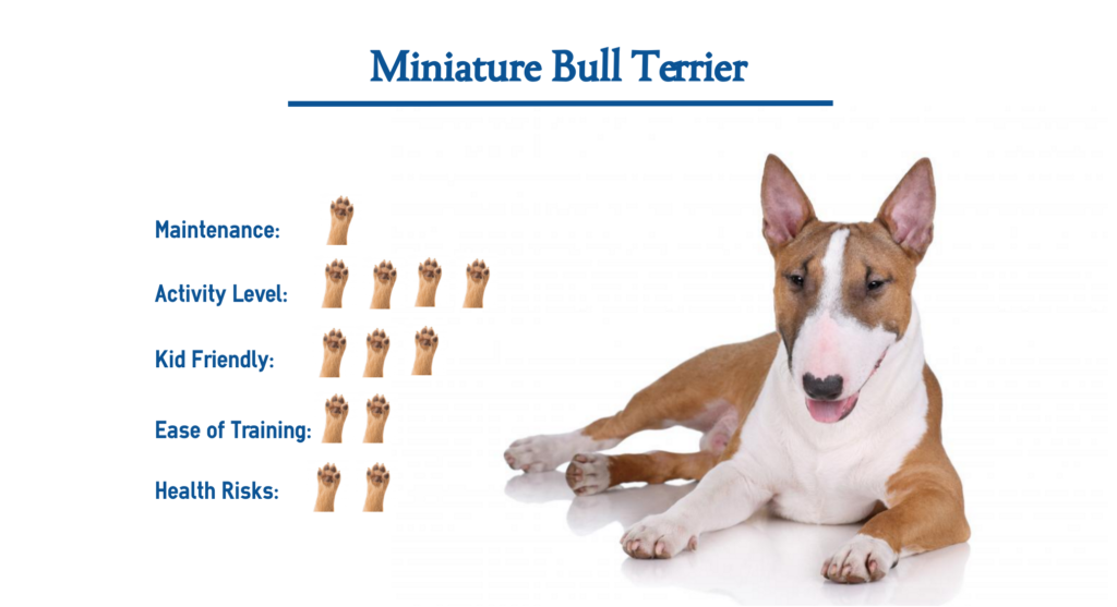 Miniature Bull Terrier… Everything You Need to Know at a Glance!