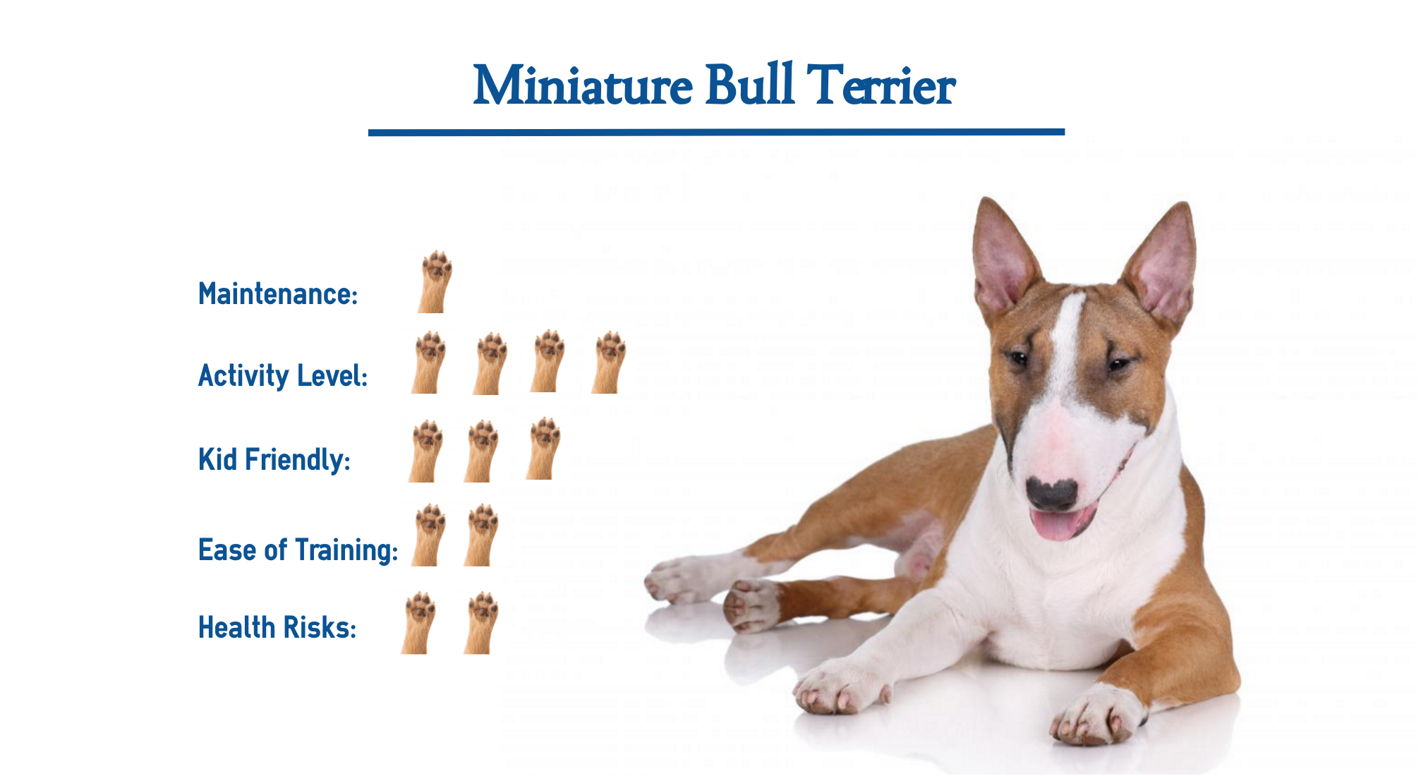 miniature bull terrier vs standard
