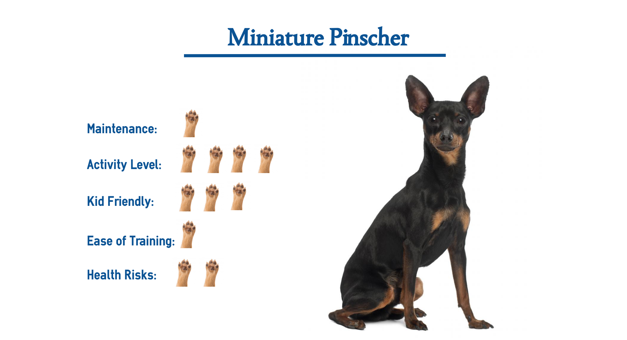miniature pinscher breeds