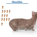 Munchkin cat breed