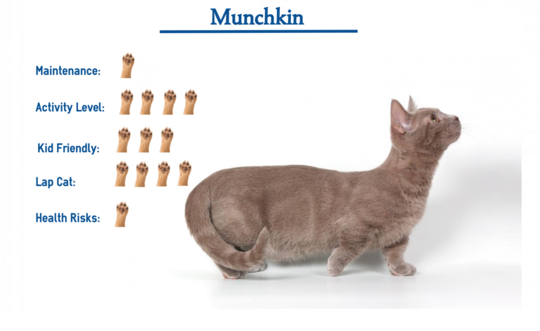 Munchkin Cat Breed… Everything You Need to Know at a Glance!