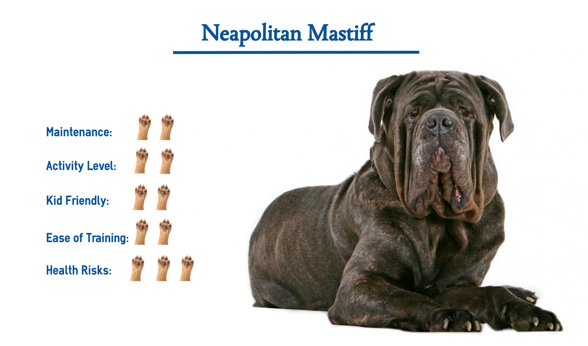 neapolitan mastiff characteristics