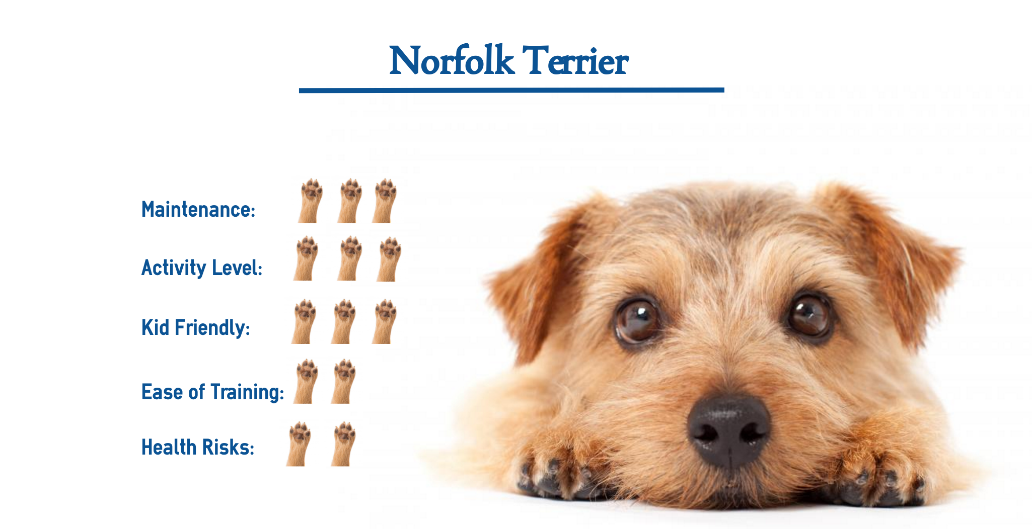 Norfolk Terrier Dog Breed Everything You Need To Know At A Glance