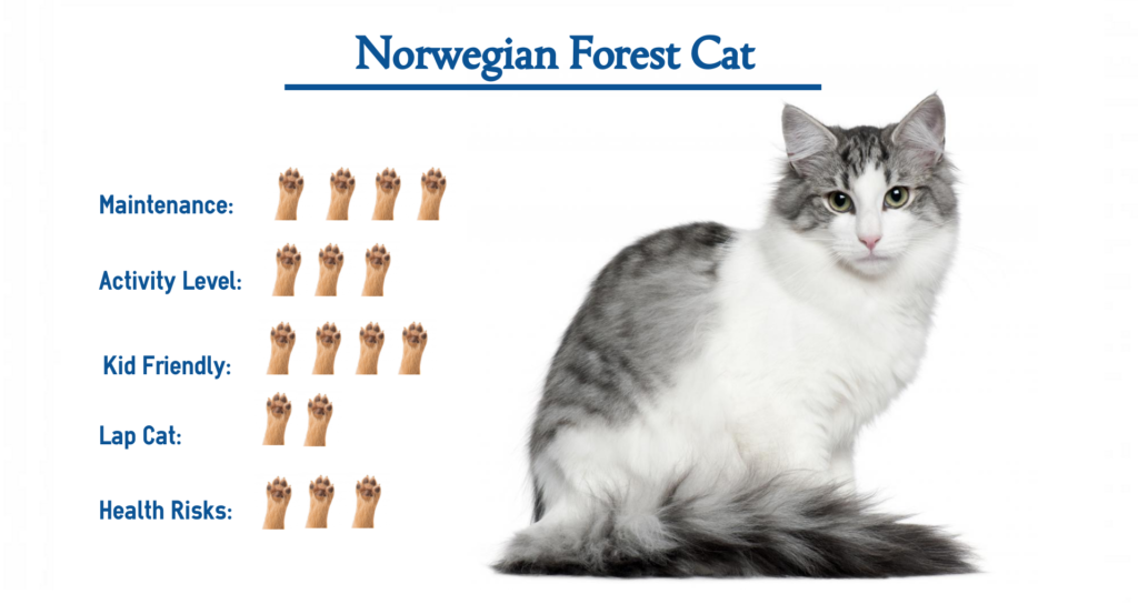 Norwegian Forest Cat… Everything You Need to Know at a Glance!