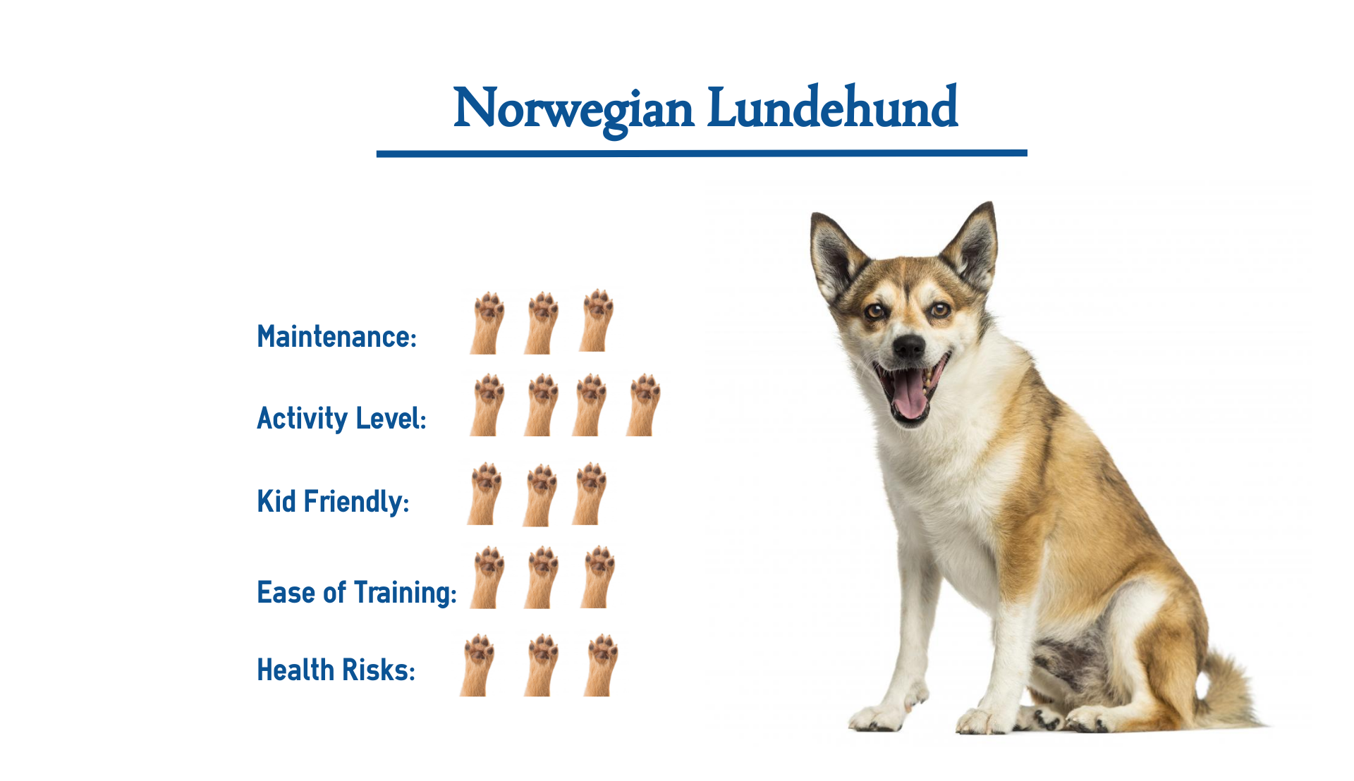 the norwegian lundehund