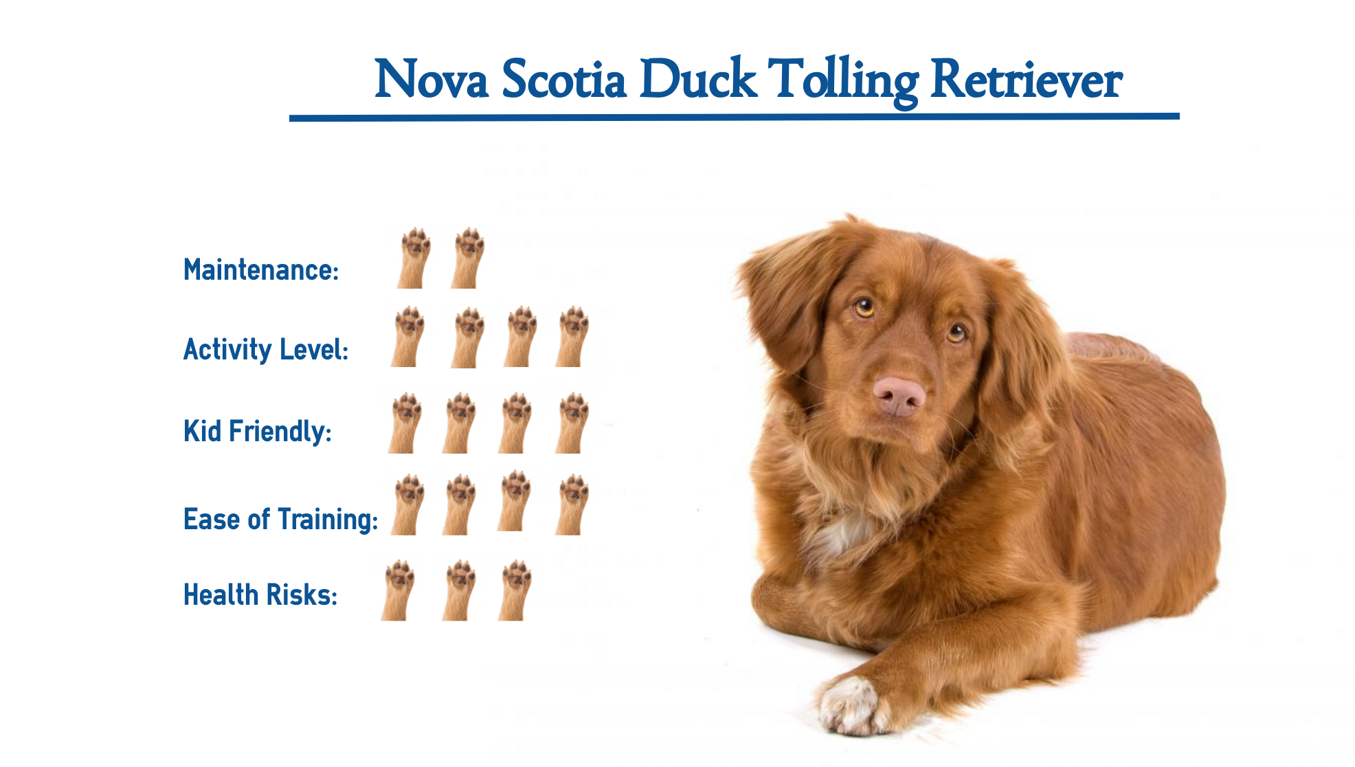 nova scotia duck tolling retriever in not