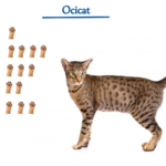 Ocicat cat breed