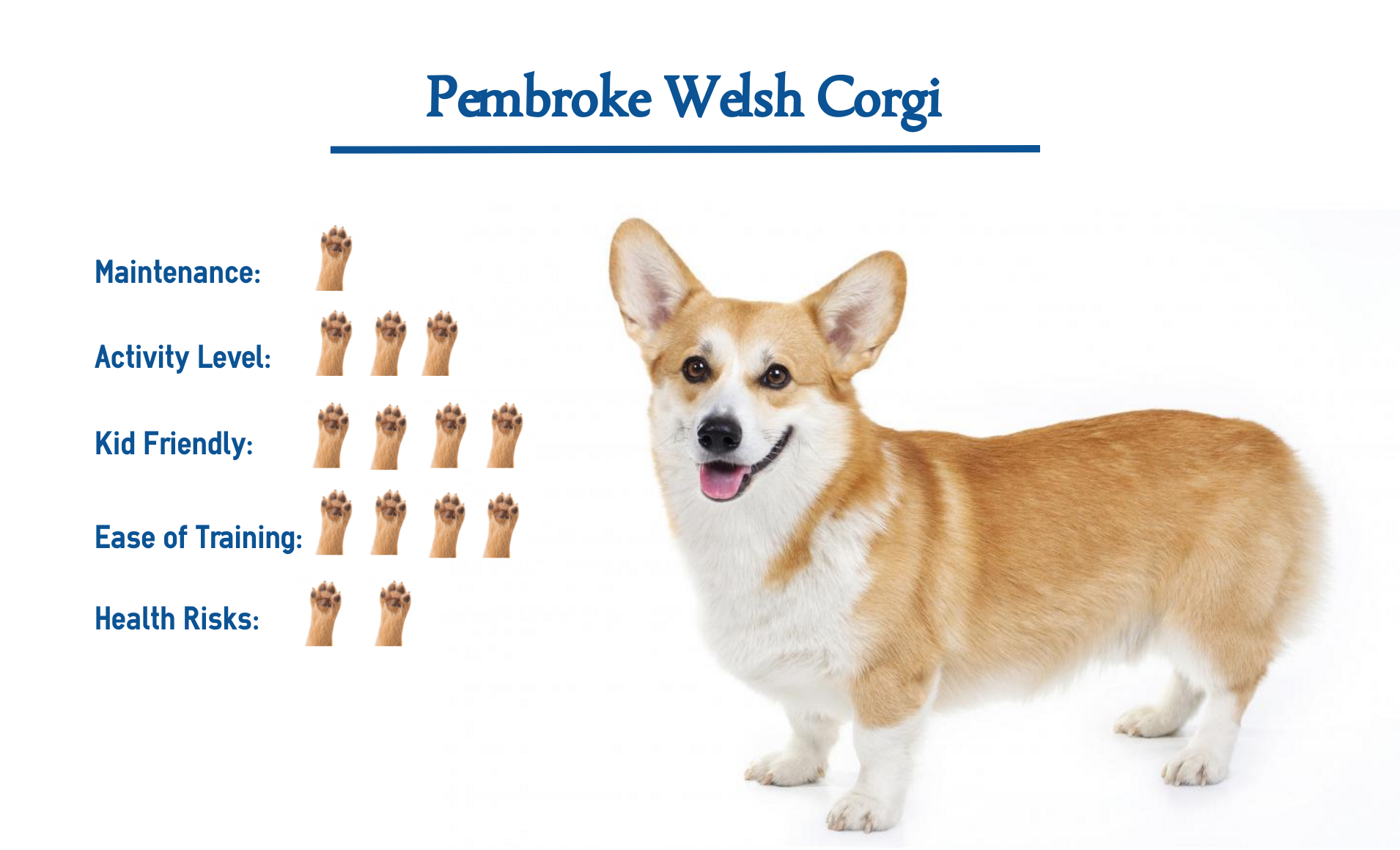 Pembroke Welsh Corgi Dog Breed Information