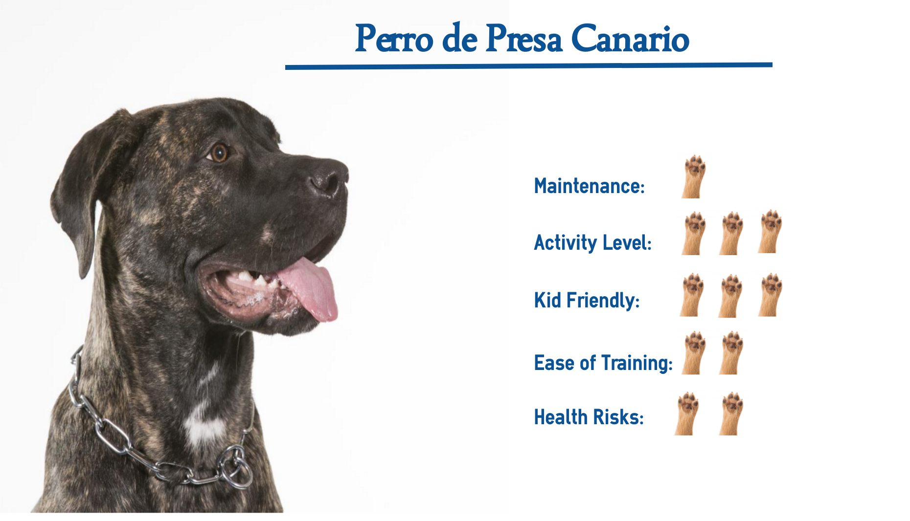 Perro De Presa Canario Dog Breed Everything You Need To Know At A Glance