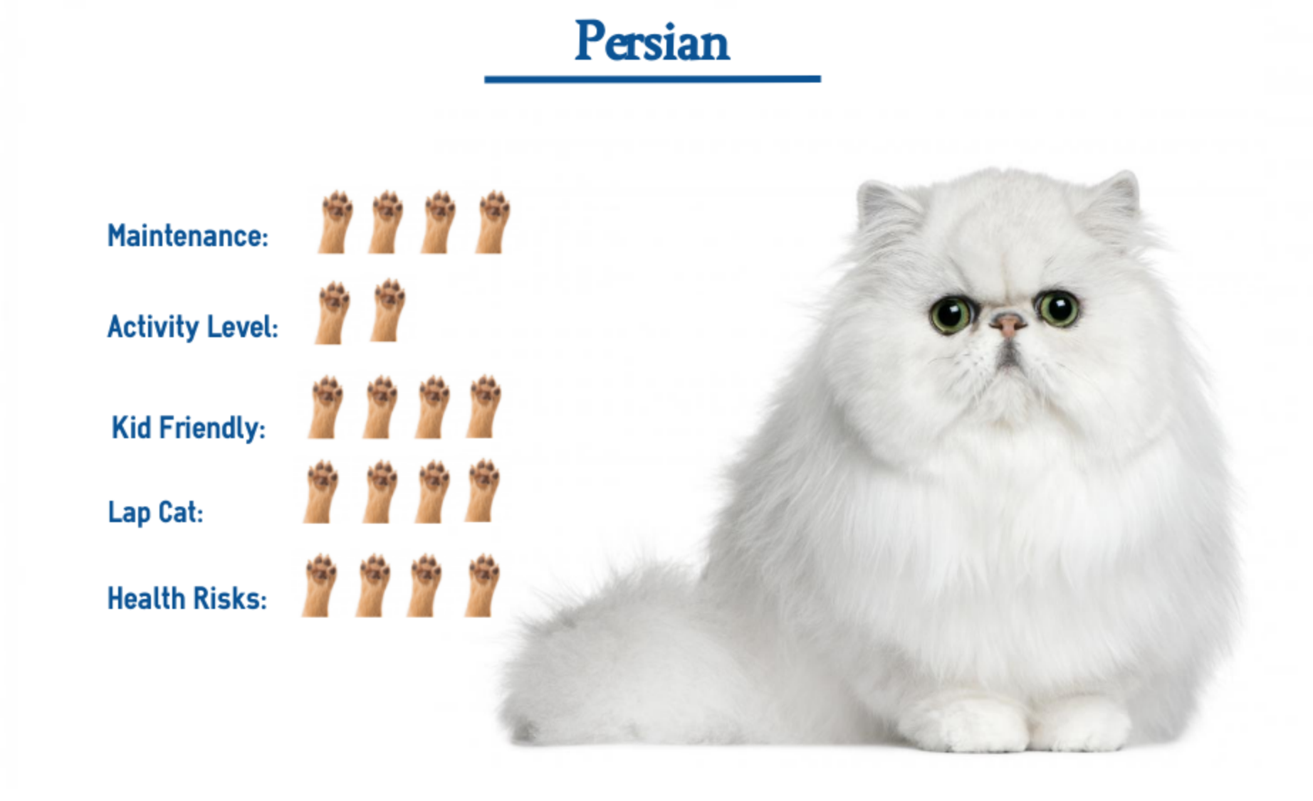 types of persian cats with pictures