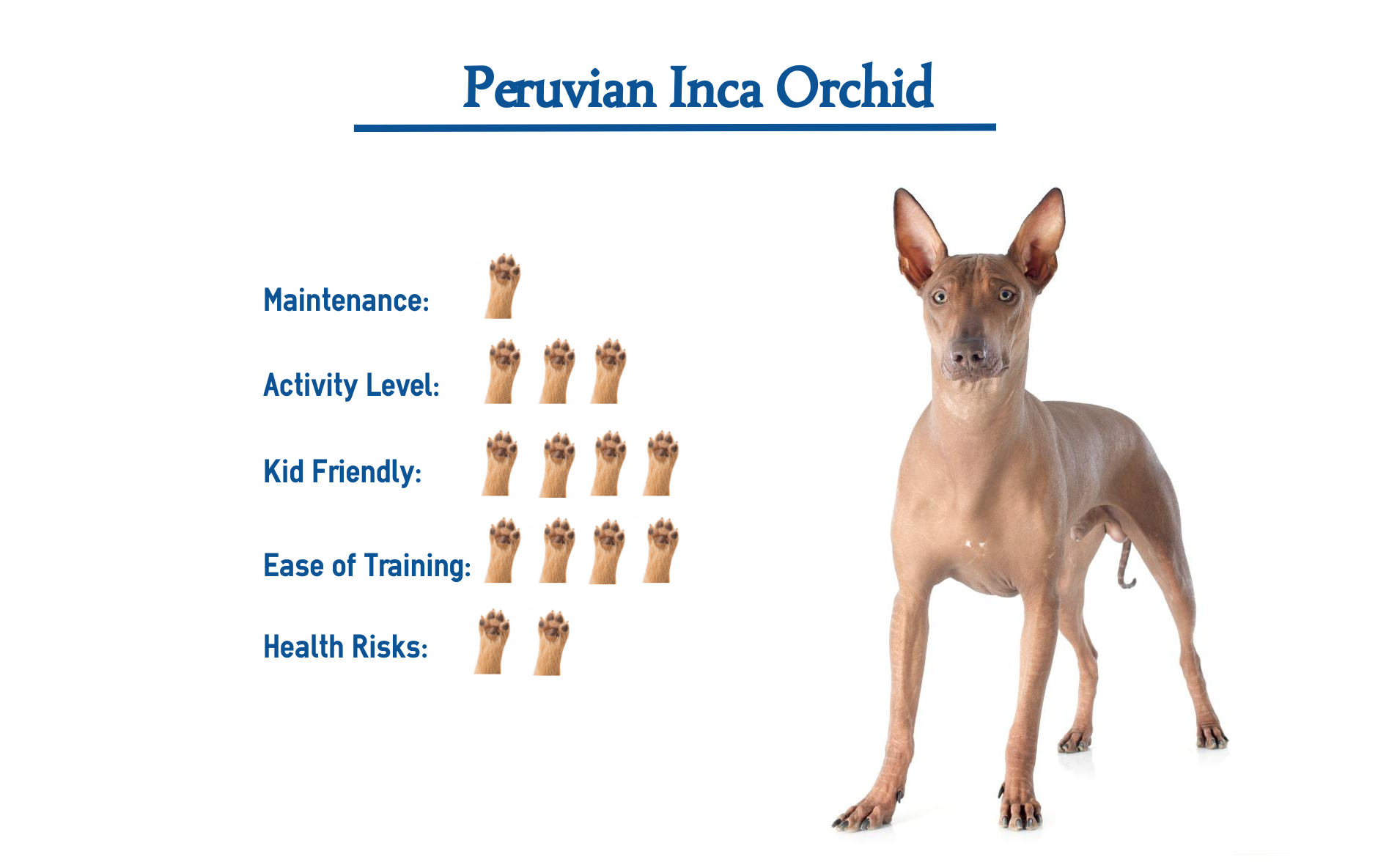 Peruvian Inca Orchid Dog Breed Everything You Need To Know At A Glance