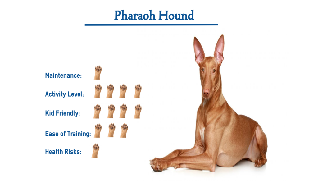 The Pharaoh Hound Dog Breed… Everything You Need to Know at a Glance!