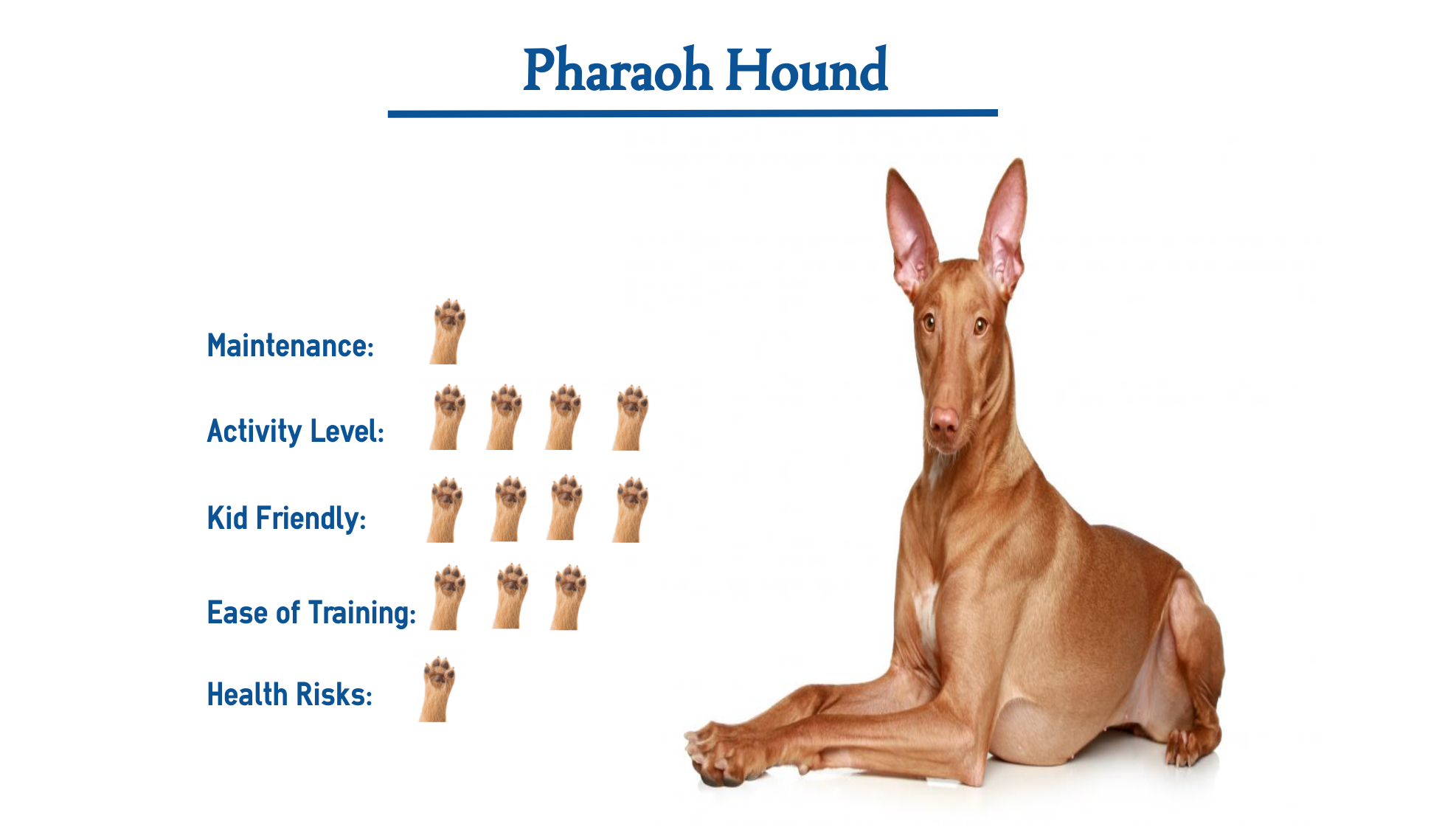 The Pharaoh Hound Dog Breed Everything You Need To Know At A Glance