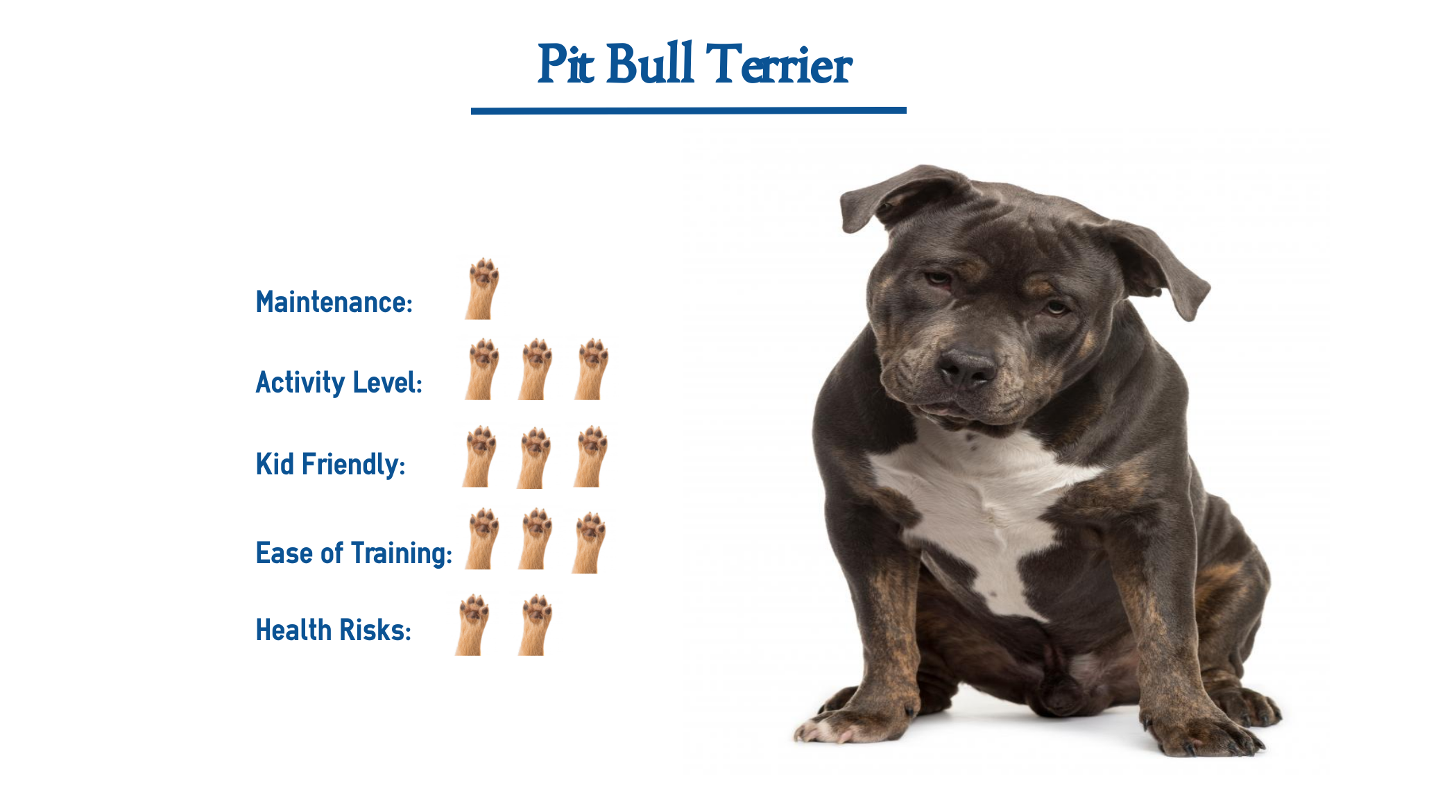 are pit bull terriers good pets