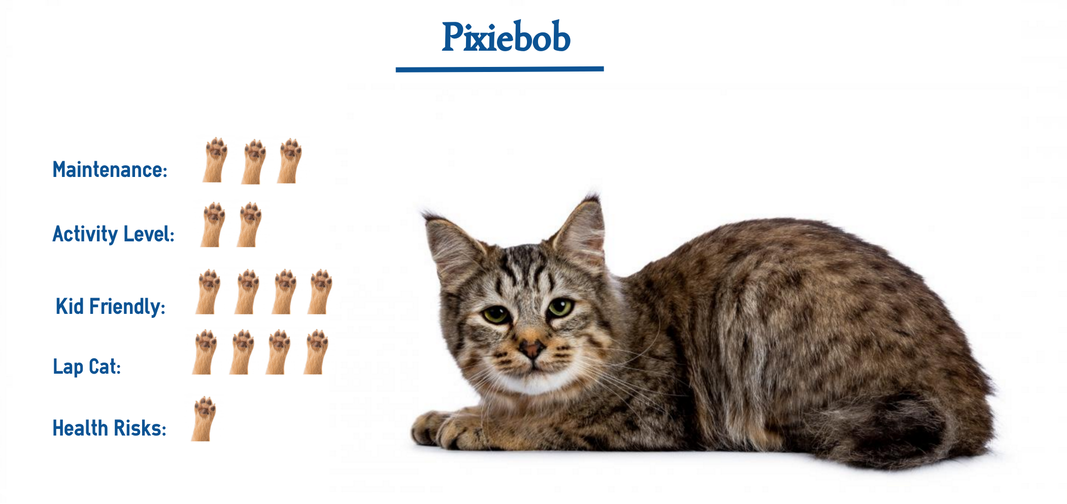 Pixiebald Cat Breed… Everything You Need to Know at a Glance!