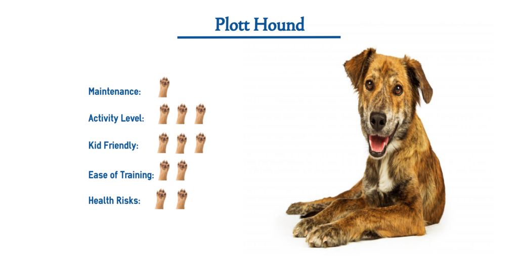 plott-hound-dog-breed-everything-you-need-to-know-at-a-glance