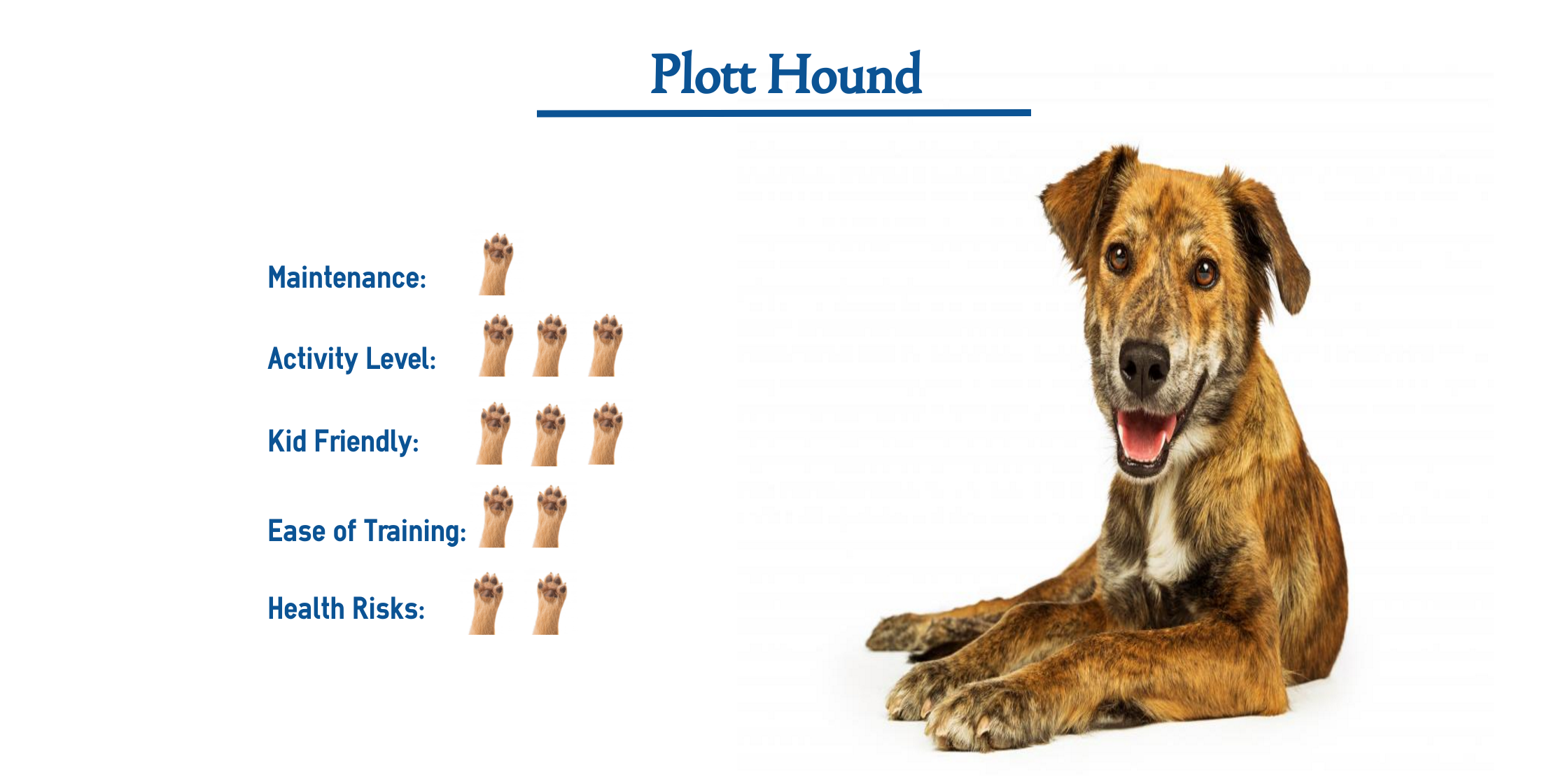 how tall is a plott hound