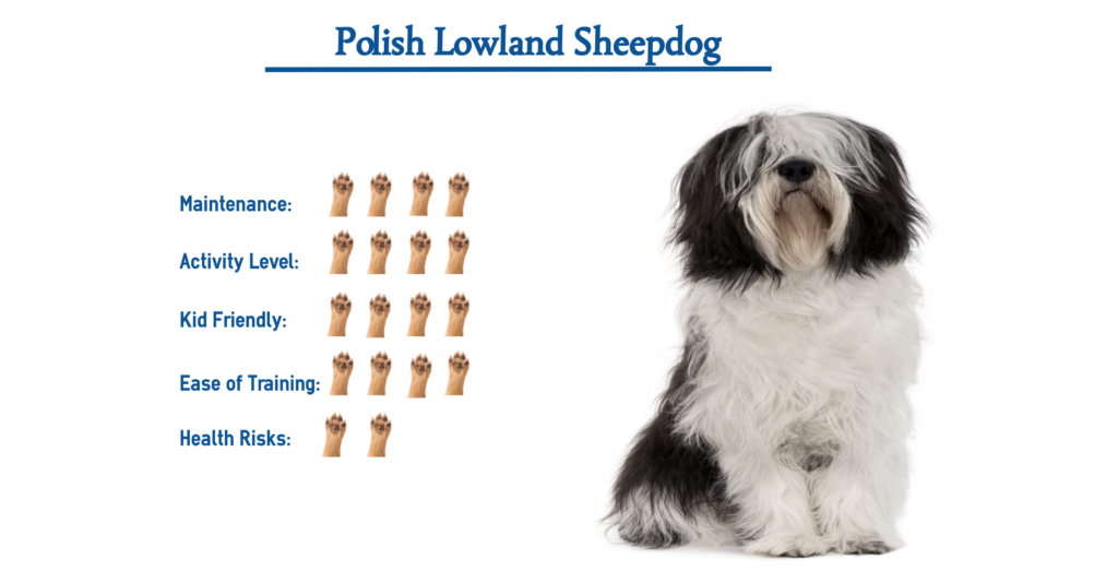 Polish Lowland Sheepdog… Everything You Need to Know at a Glance!