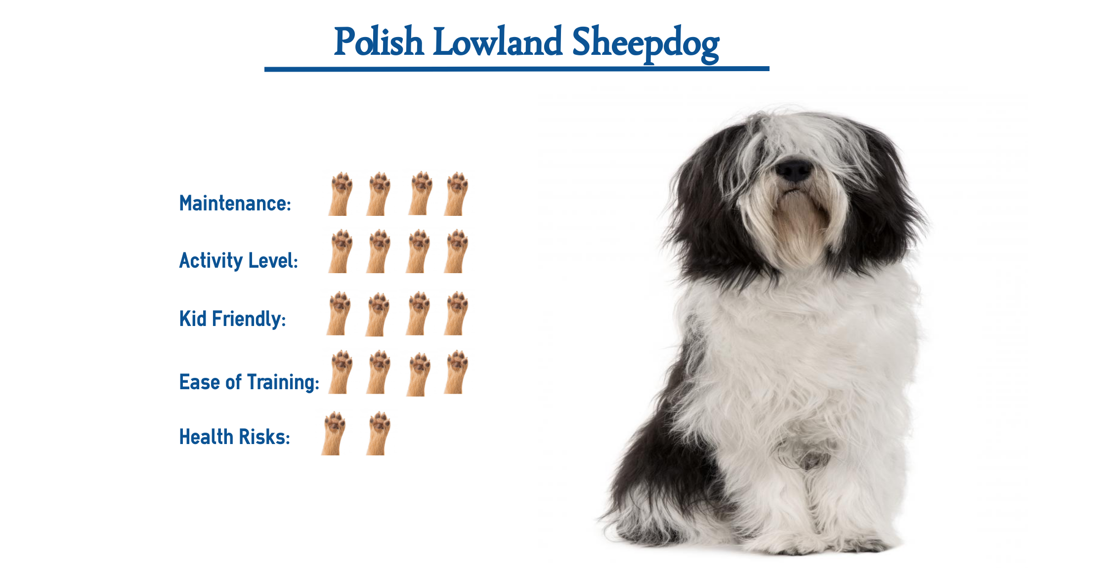 Polish Lowland Sheepdog Everything You Need To Know At A Glance