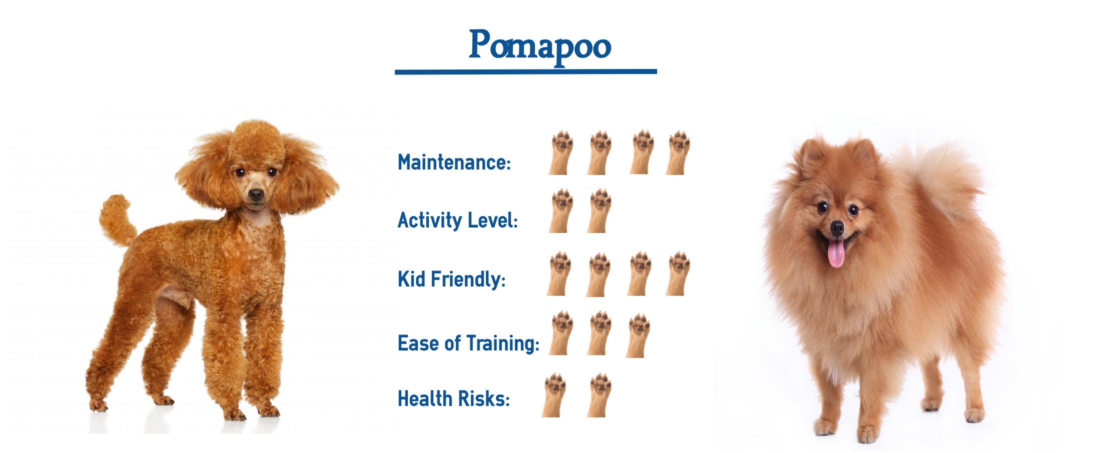 Pomapoo Dog Breed… Everything You Need to Know at a Glance!