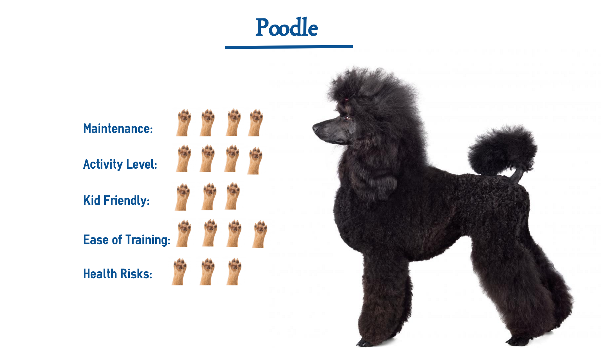 Poodle Dog Breed Everything You Need To Know At A Glance