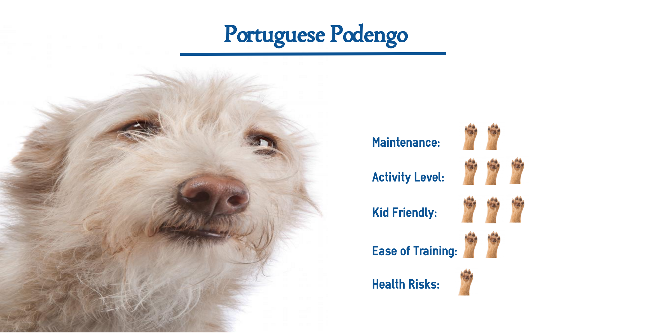 Portuguese Podengo Dog Breed Everything You Need To Know At A Glance