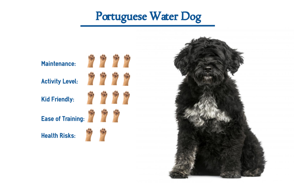 Portuguese Water Dog… Everything You Need to Know at a Glance!