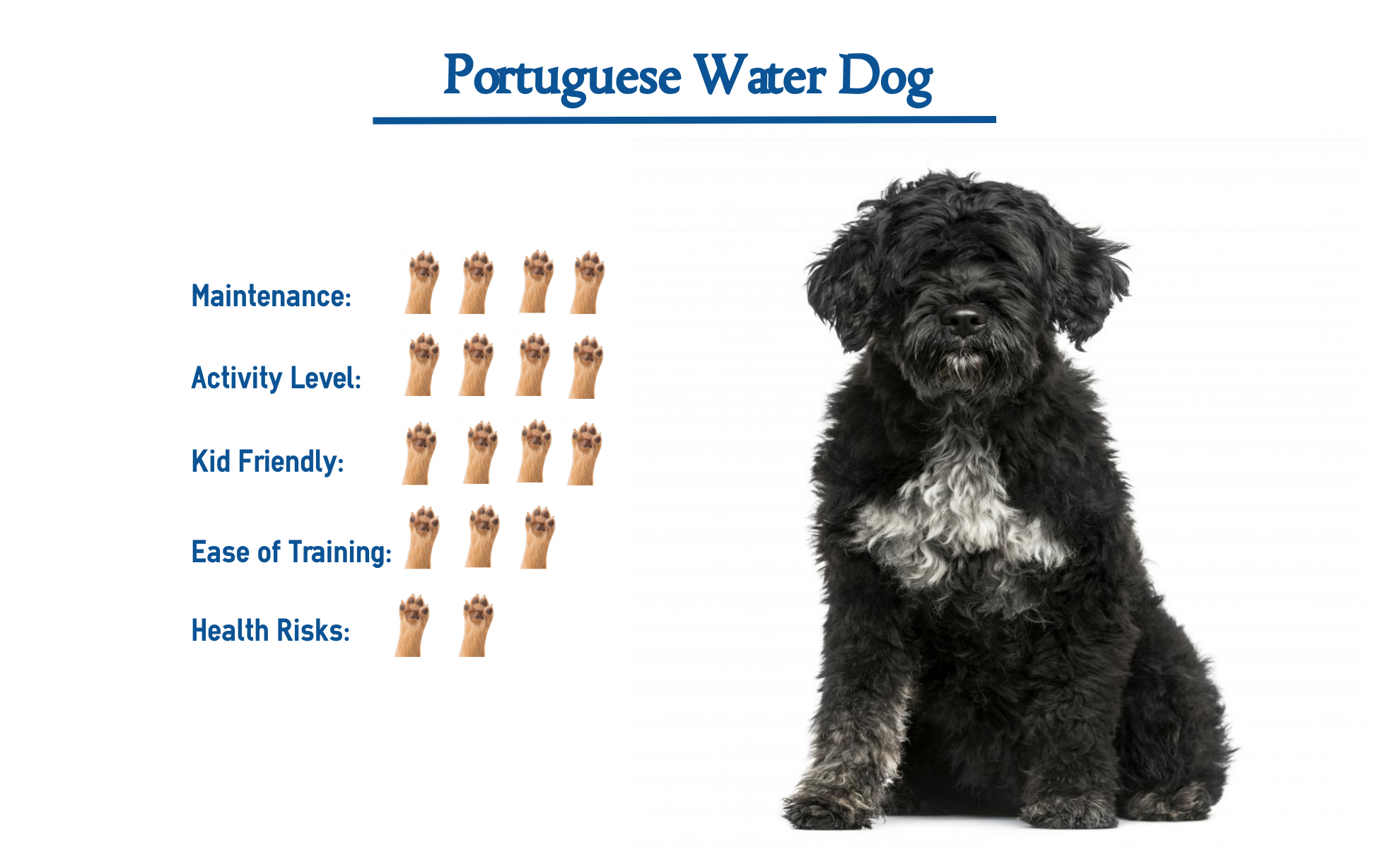 Portuguese Water Dog Size Chart
