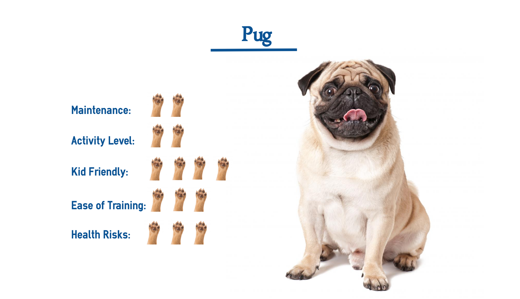 Pug Dog Breed Everything You Need To Know At A Glance