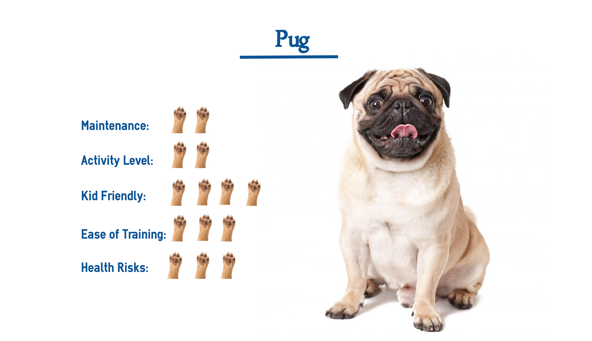 Pug Dog Breed Information