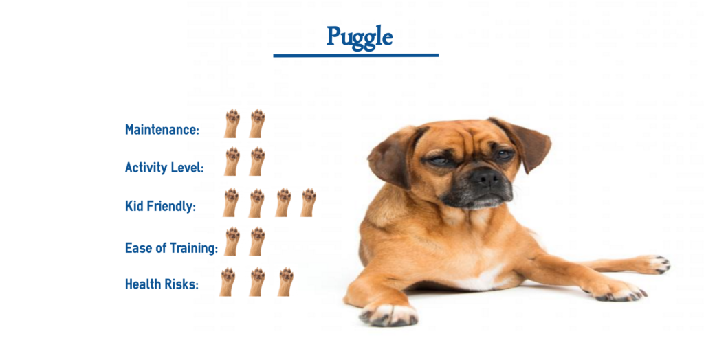 Puggle Dog Breed… Everything You Need to Know at a Glance!