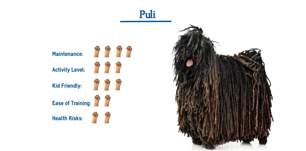 Puli Dog Breed… Everything You Need to Know at a Glance!