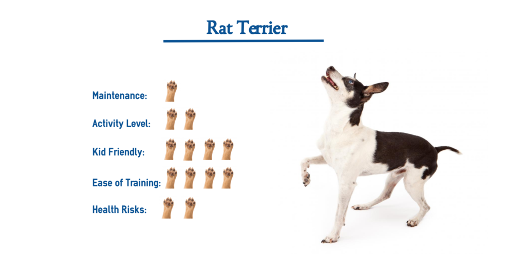 Rat Terrier Dog Breed… Everything You Need to Know at a Glance!