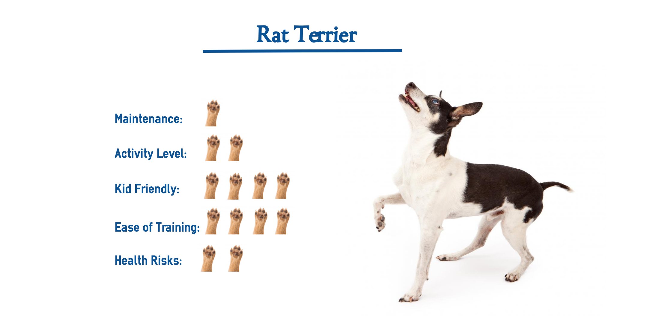 all about rat terriers
