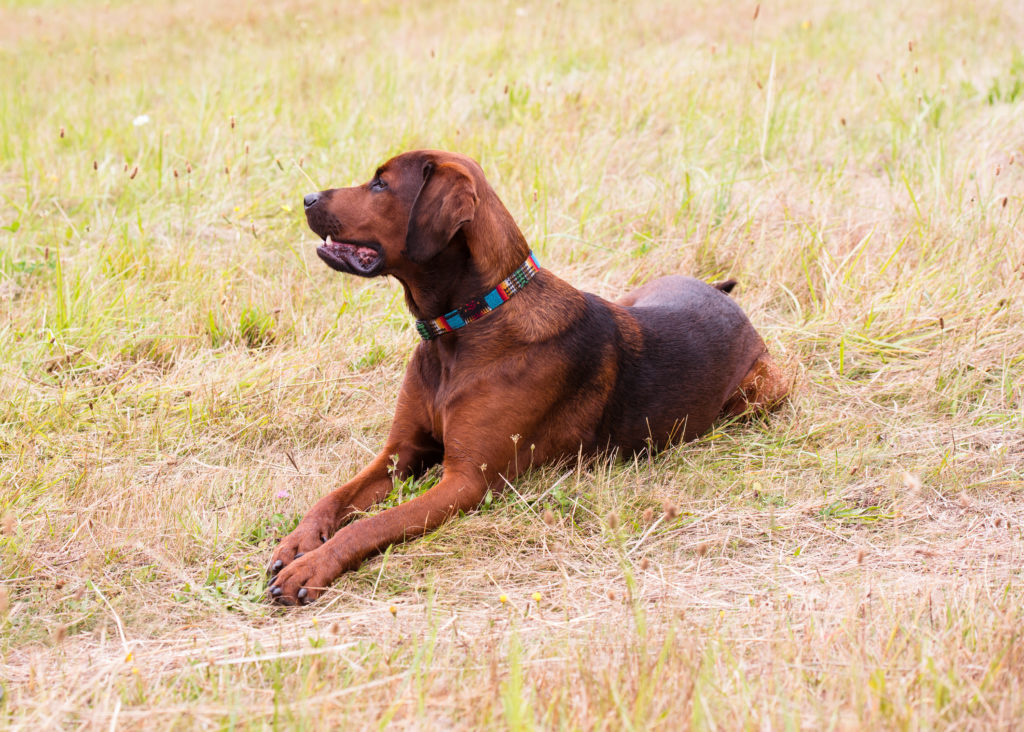Redbone Coonhound Dog Breed… Everything You Need to Know at a Glance!