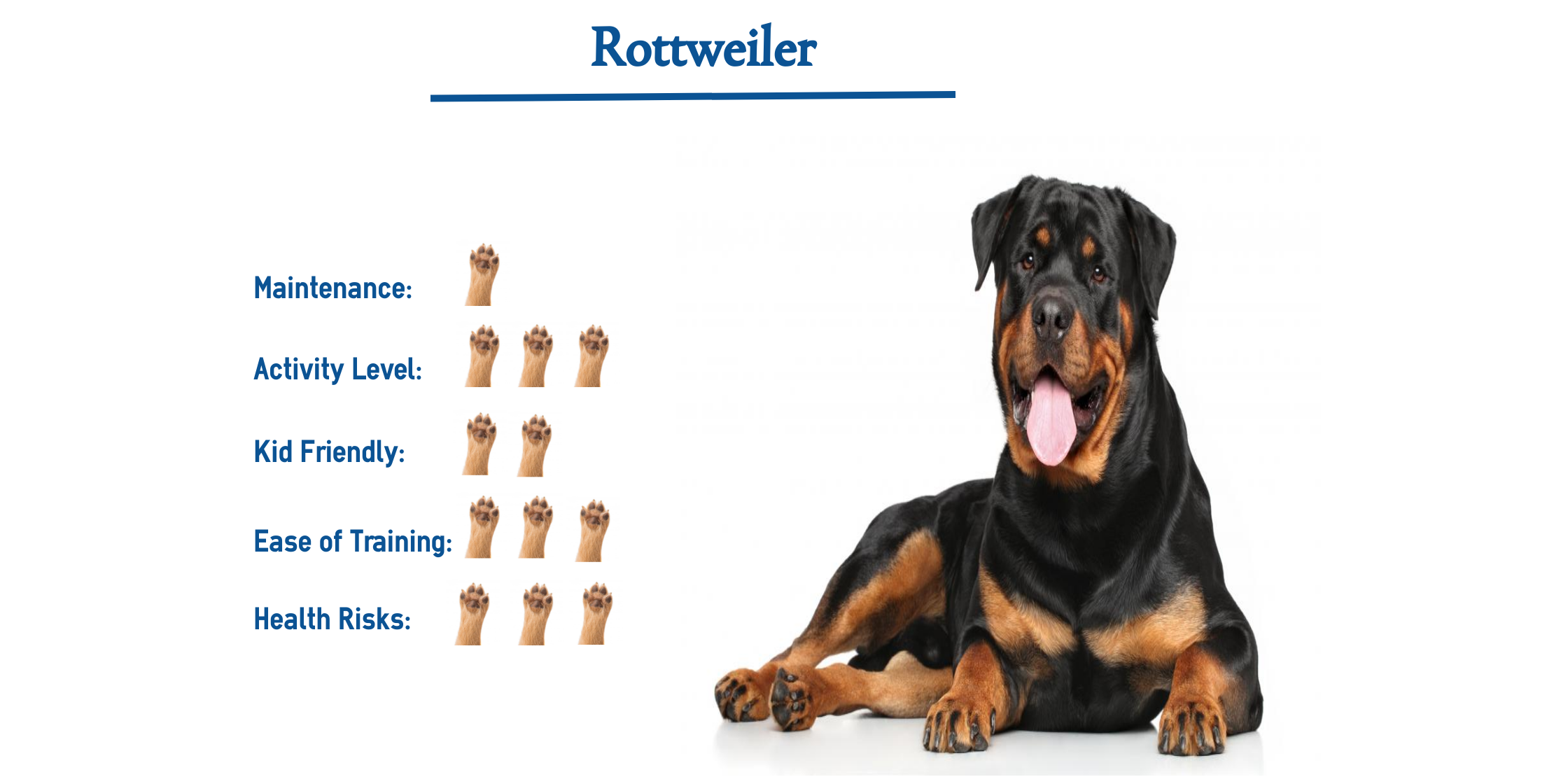 Rottweiler Dog Breed… Everything You Need to Know at a Glance!
