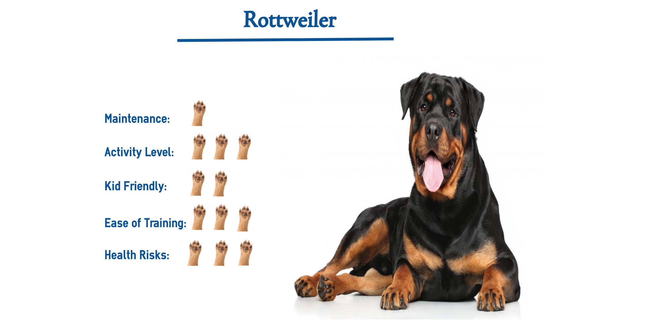 are rottweilers bad for everyone