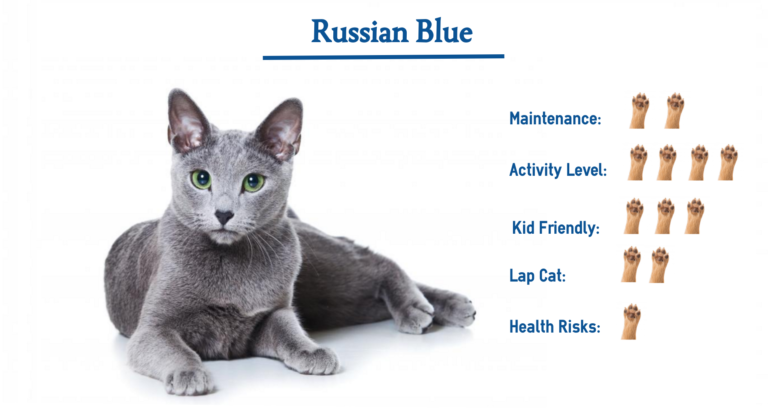 Russian Blue Cat Breed… Everything You Need to Know at a Glance!