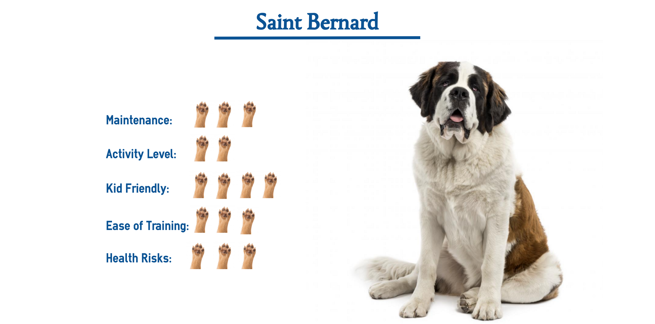Saint Bernard Dog Breed… Everything You Need to Know at a Glance!