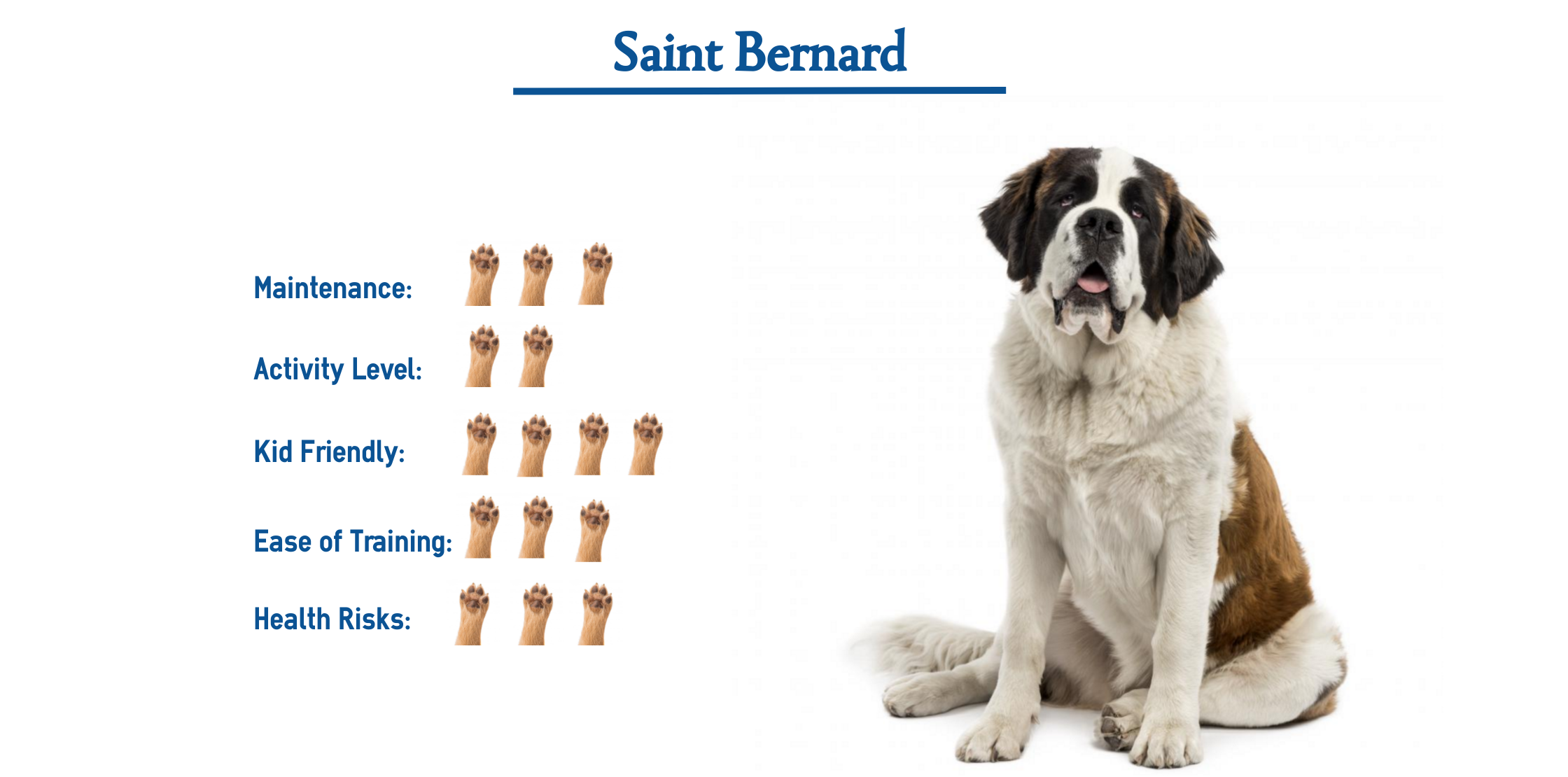  Dog breeds, Saint Bernard Dog