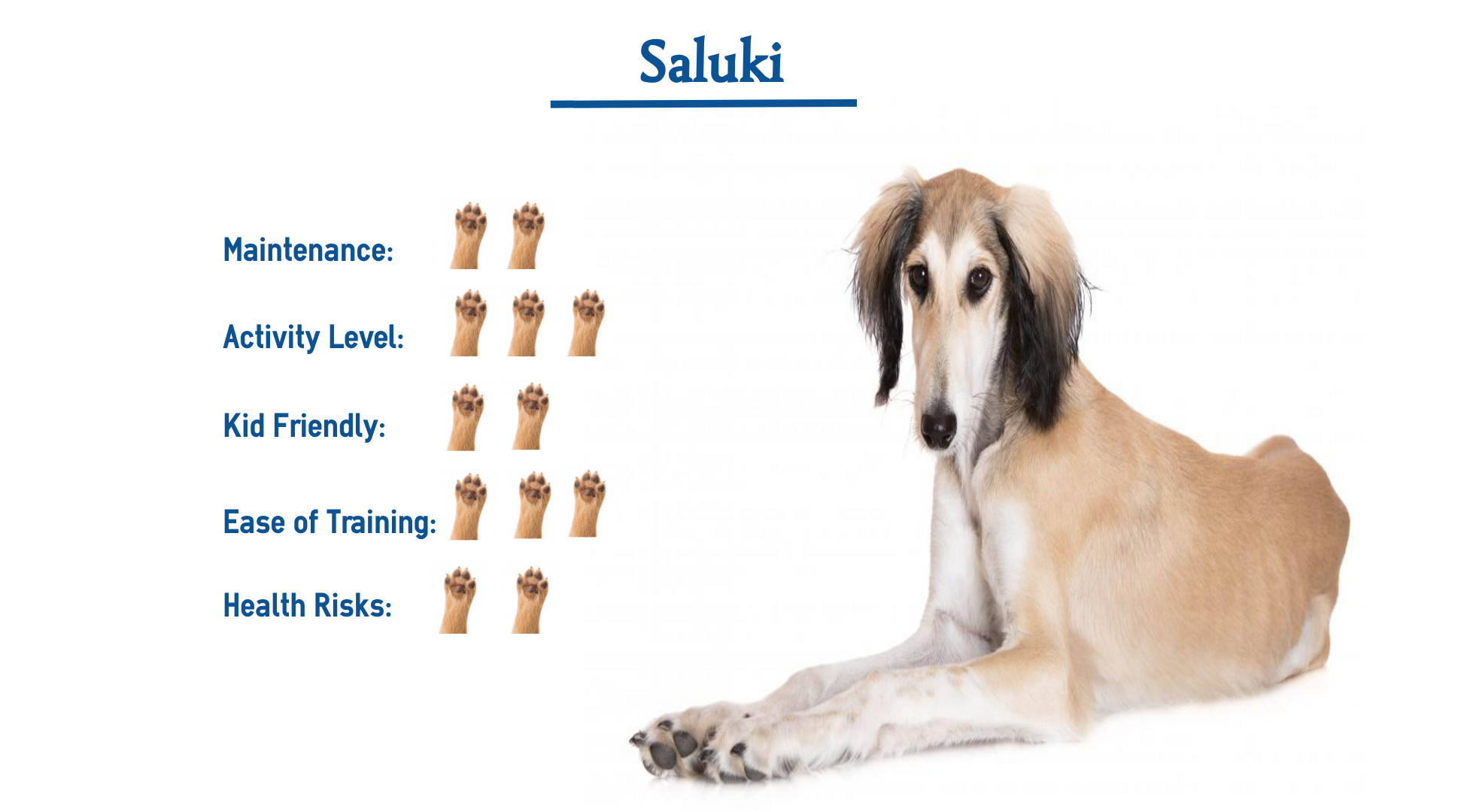 Saluki Dog Breed Everything You Need To Know At A Glance