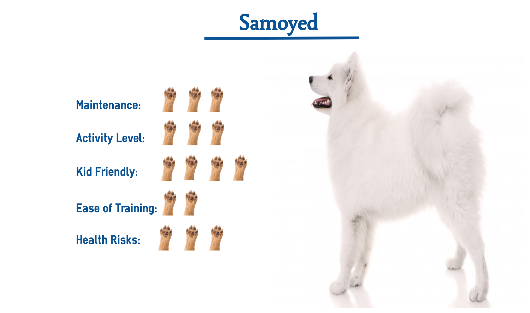 Samoyed Dog Breed Everything You Need To Know At A Glance