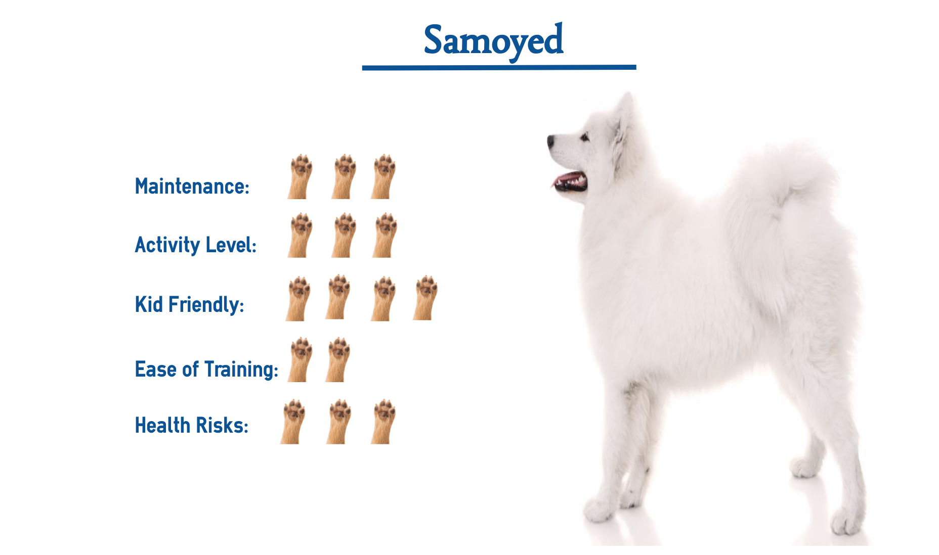 samoyed dog dogs